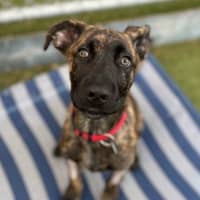 Photo of Deuce