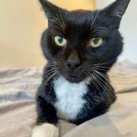 Photo of Socks 