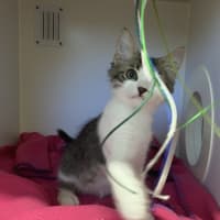 Photo of Bolt