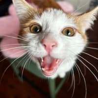 Photo of Tater Tot