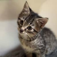 Photo of Basil