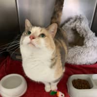 Photo of Cookie