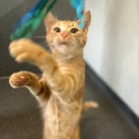 Photo of Ninja