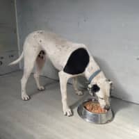 Photo of Banjo