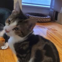 Photo of Oreo