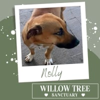 Photo of Nolly