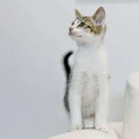 Photo of Tommy