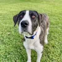 Photo of Murphy *$350 Adoption Fee*