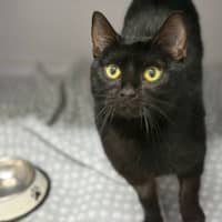 Photo of Phantom