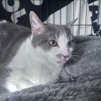 Photo of Gracie 