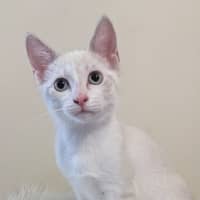 Photo of Simba