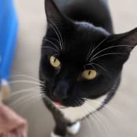Photo of Bootes