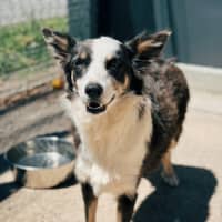 Photo of Tigerlily