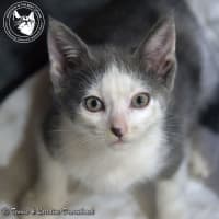 Photo of Poppet
