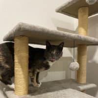 Photo of Pippa
