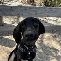 Photo of Scooby