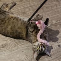 Photo of Marceline   In Foster Care In Preston