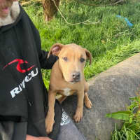 Photo of Shavina Dara