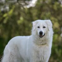 Photo of Luna