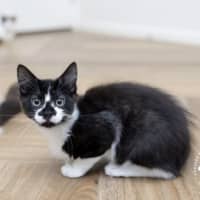 Photo of Smudge