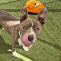 Photo of Lucky