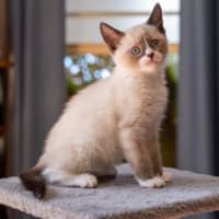 Photo of Cinnamon