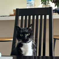 Photo of Socks 