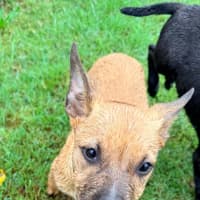 Photo of Gimlet