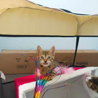Photo of Elfie