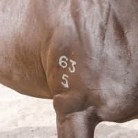 Photo of Jarrah