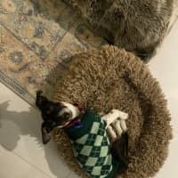 Photo of Ginny   6 Month Old Dachshund X Border Collie
