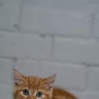 Photo of Pumpkin 