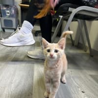 Photo of Simba