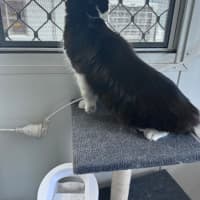 Photo of Bobbit