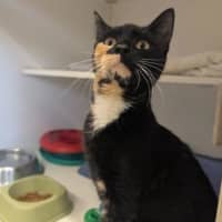 Photo of Maimai