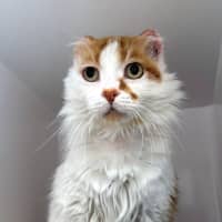 Photo of Ginger Sua014051