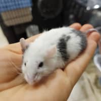 Photo of Mr. Mouse