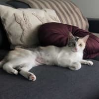 Photo of Apricot   Located In Brunswick East