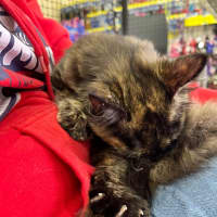 Photo of Kitsu *9 Lives Project Rescue*