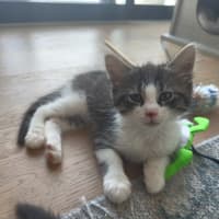 Photo of Cadbury