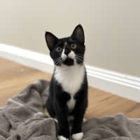 Photo of Muffin