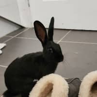 Photo of Cici *On Trial*