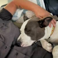Photo of Sasha   4 Year Old American Staffy