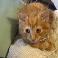 Photo of Mufasa   Located In Pakenham