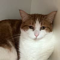 Photo of Daisy 
