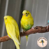 Photo of Benny (Benson)