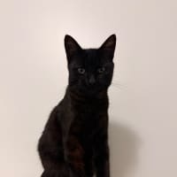 Photo of Forrest