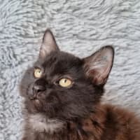 Photo of Athena