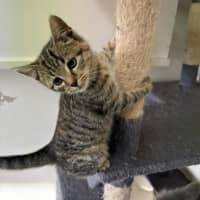 Photo of Chimichurri