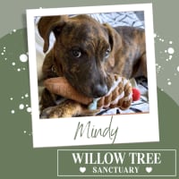 Photo of Mindy